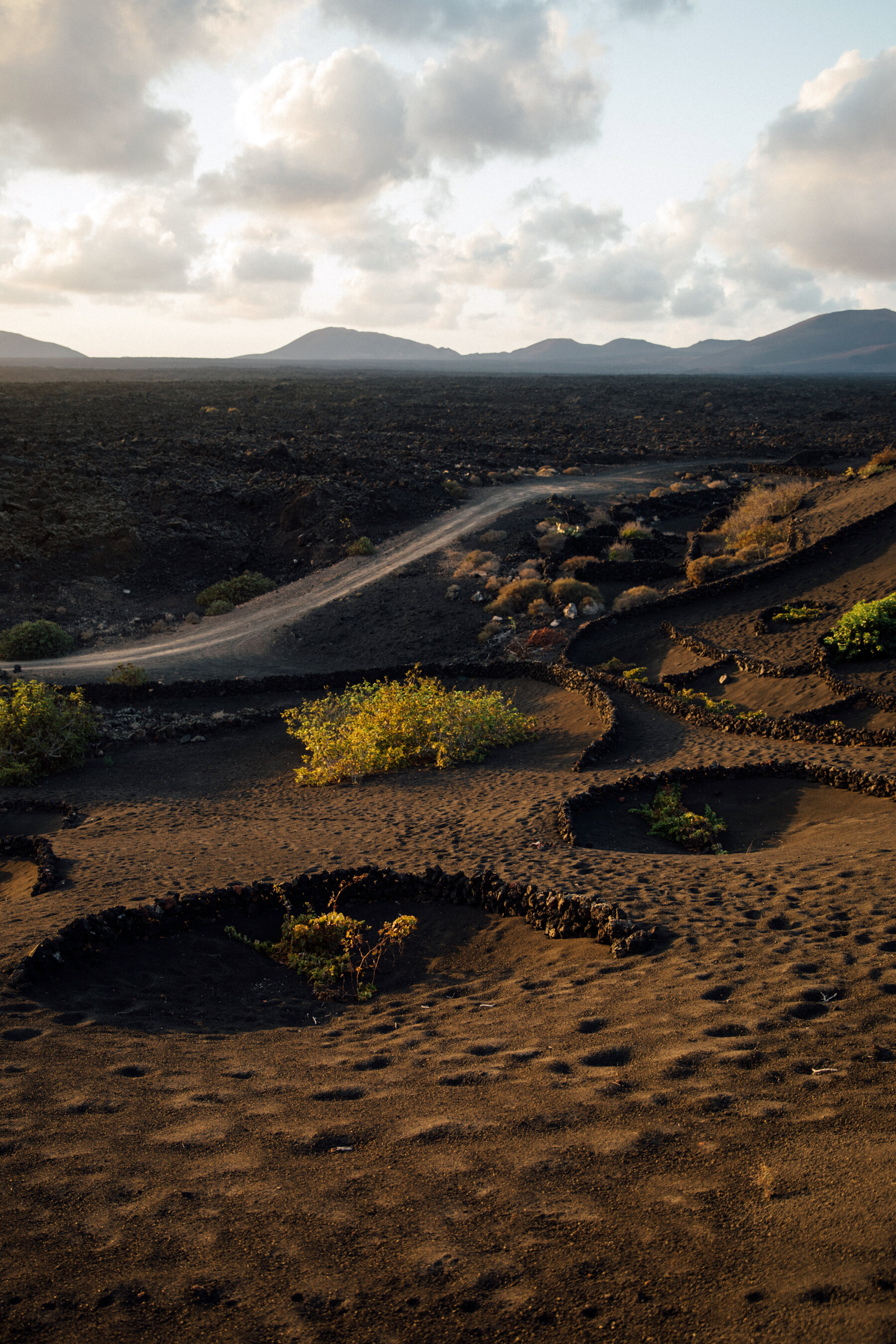 Canary Islands Vineyard Wallpapers