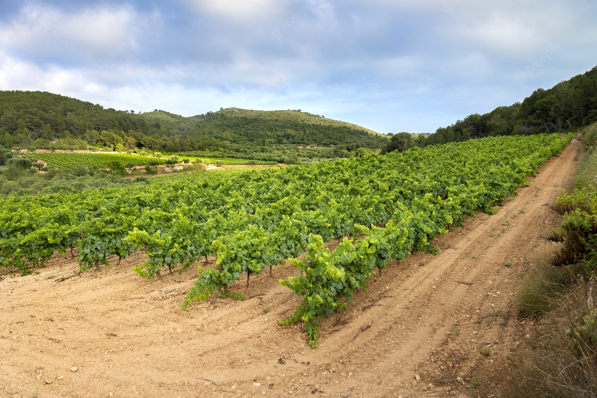 Canary Islands Vineyard Wallpapers