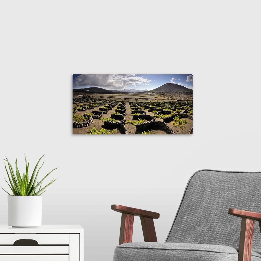 Canary Islands Vineyard Wallpapers