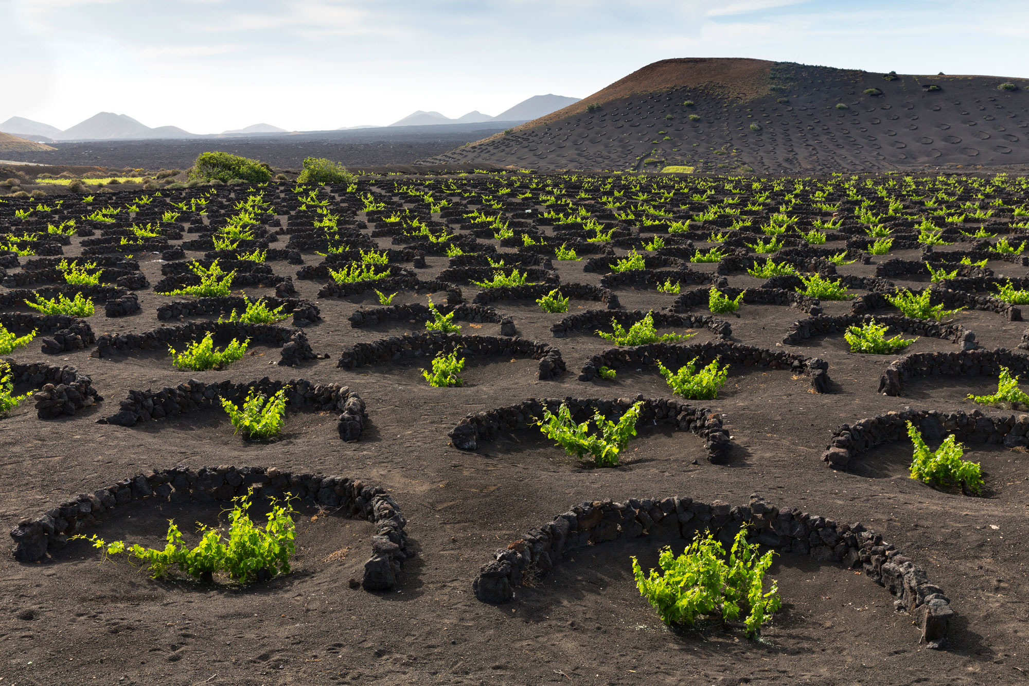 Canary Islands Vineyard Wallpapers