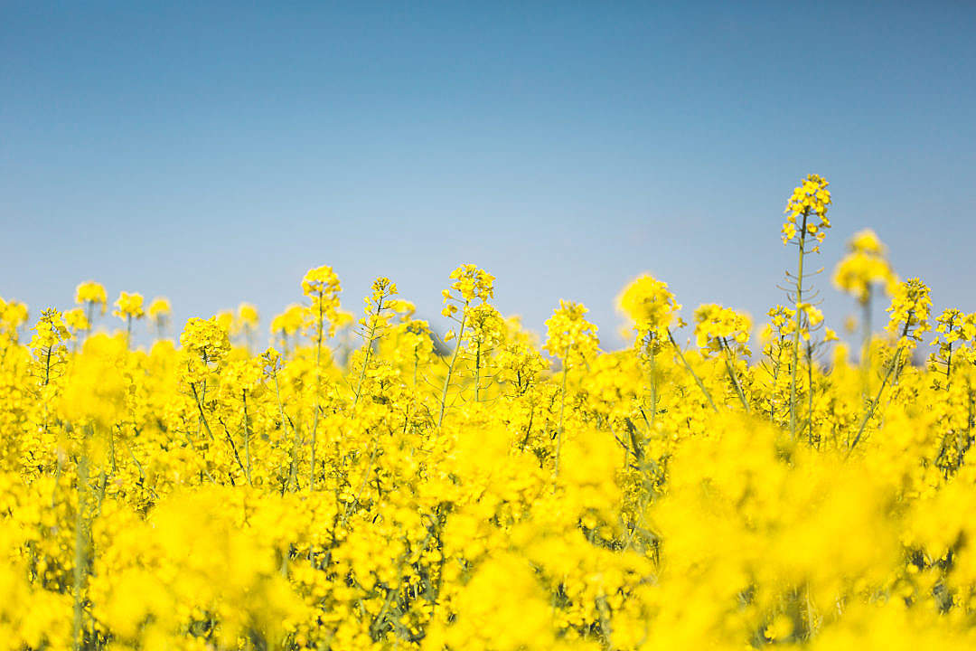 Canola Wallpapers