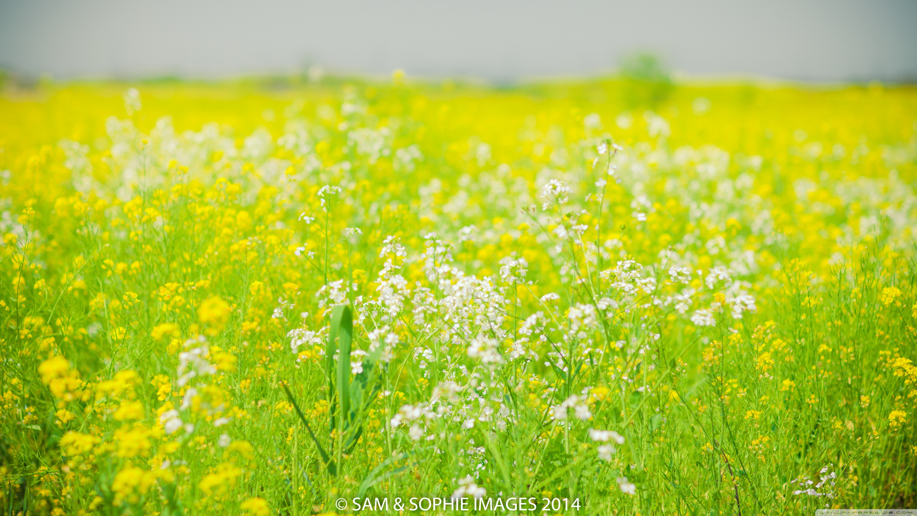 Canola Wallpapers