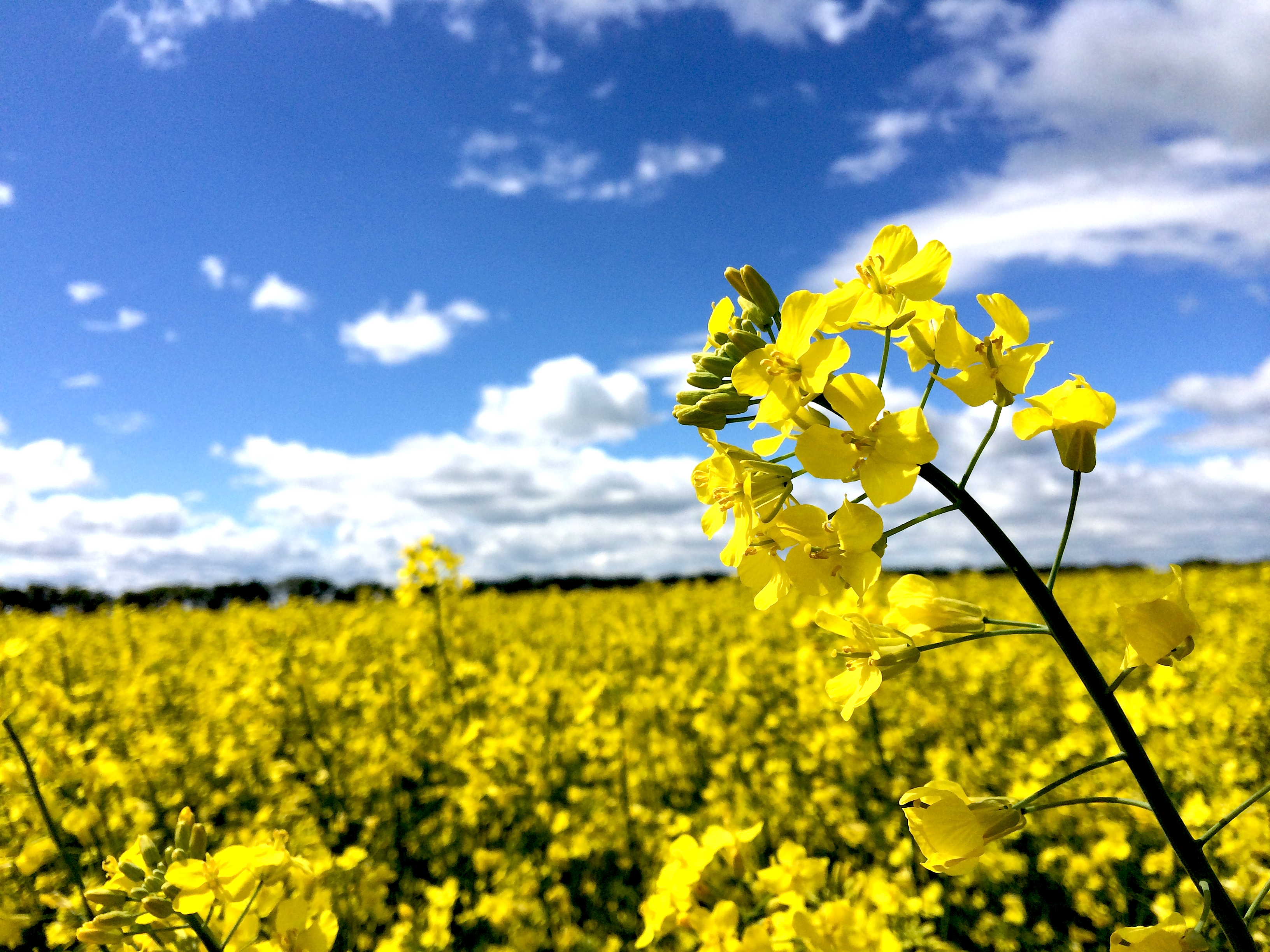 Canola Wallpapers