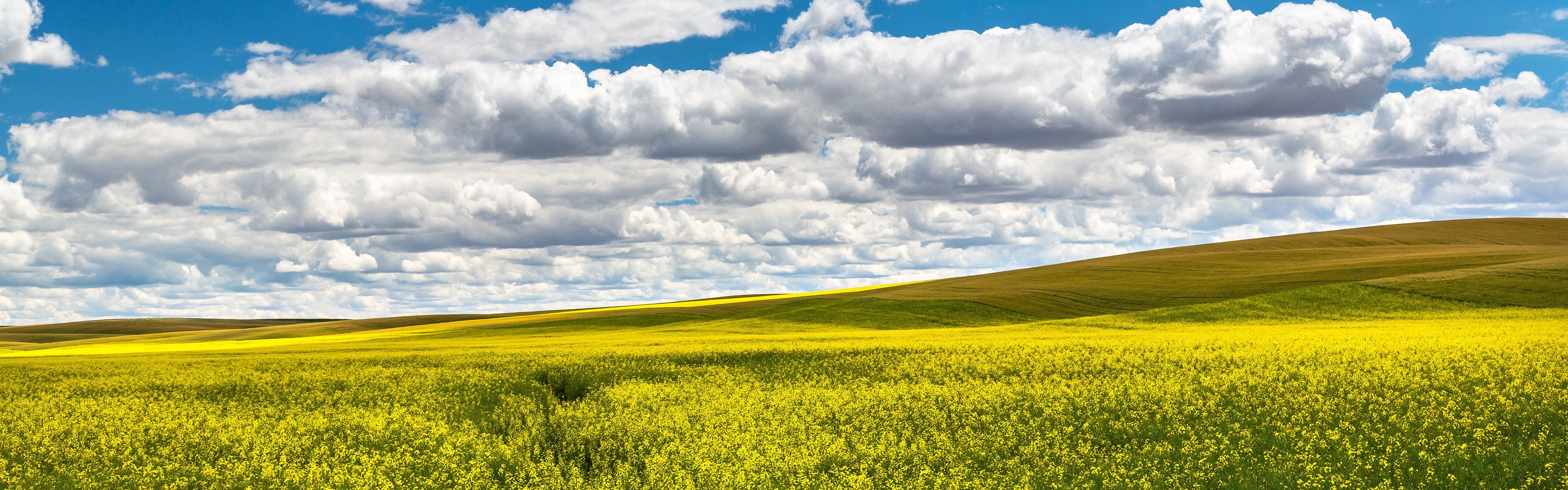 Canola Wallpapers