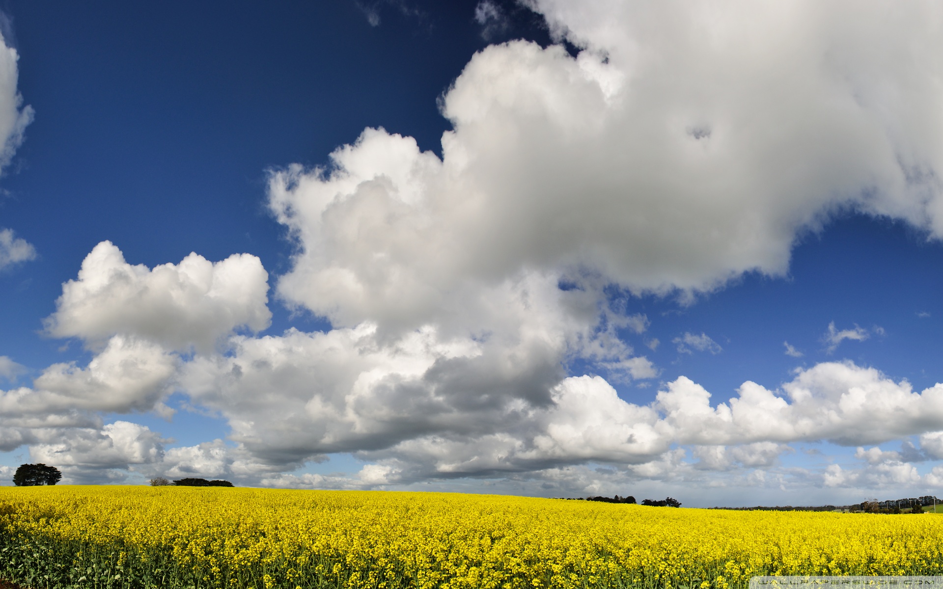 Canola Wallpapers