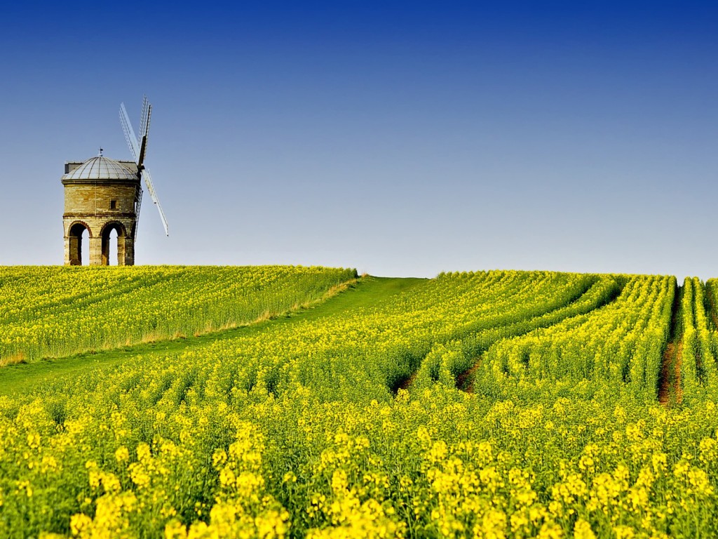 Canola Wallpapers