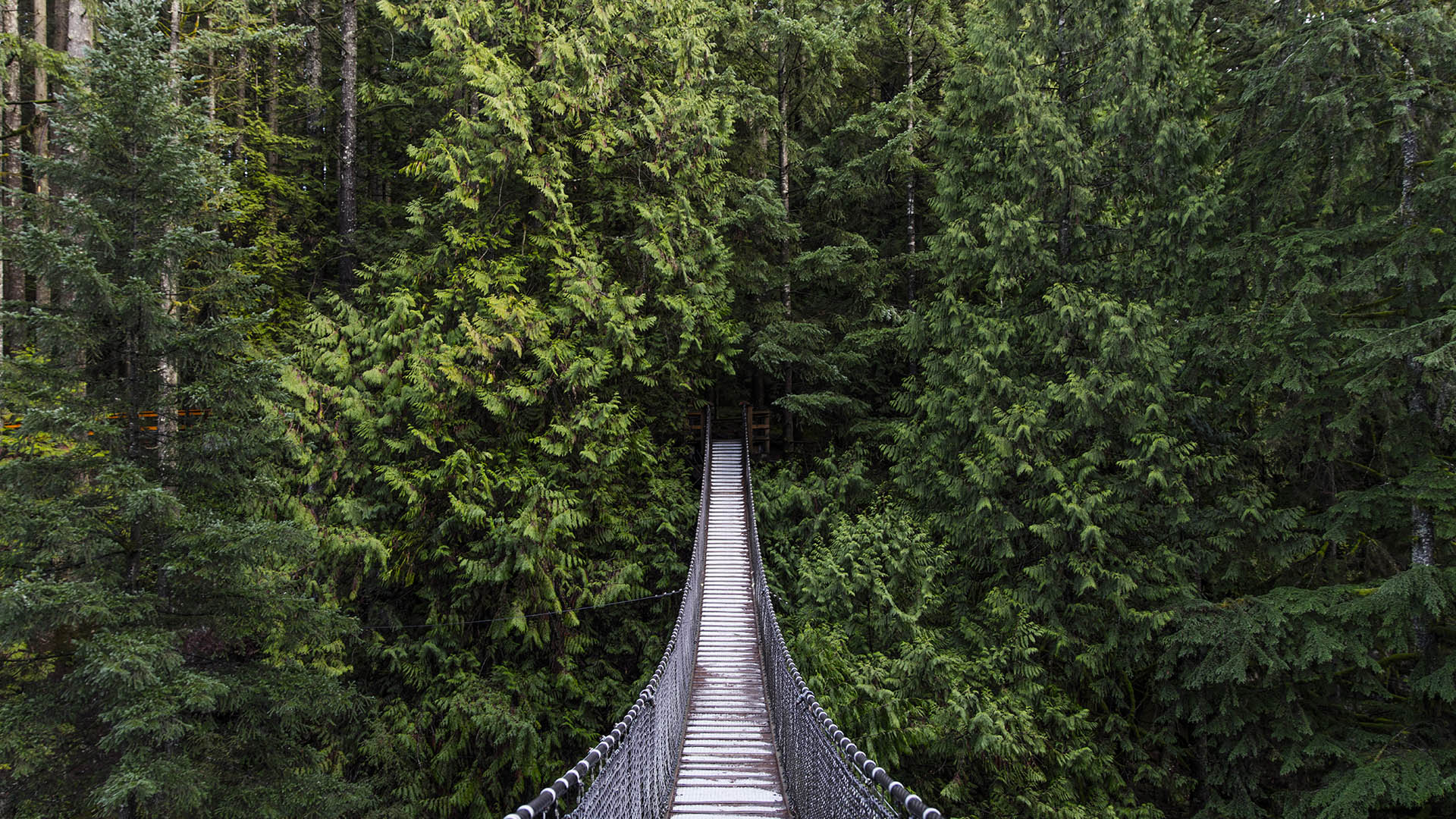 Capilano Suspension Bridge Wallpapers