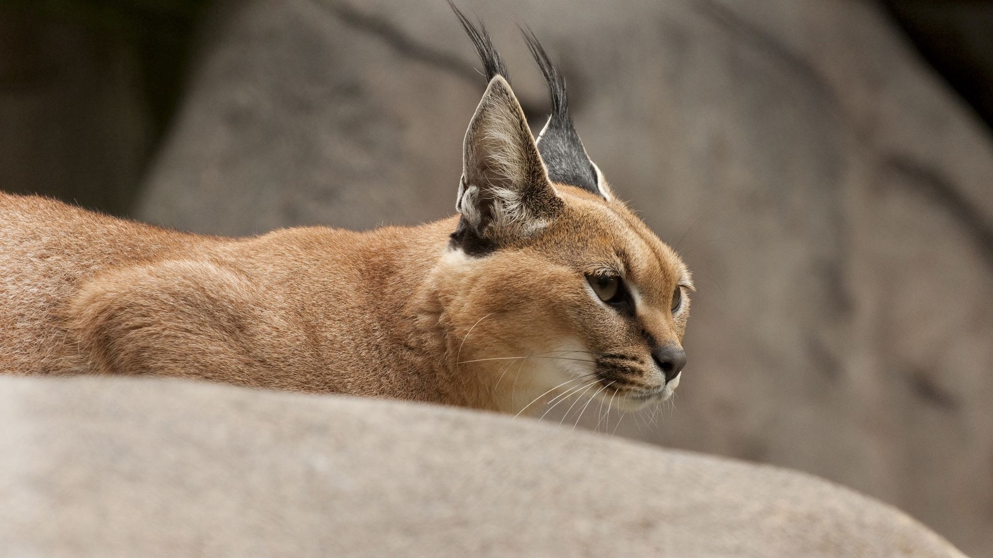 Caracal Wallpapers