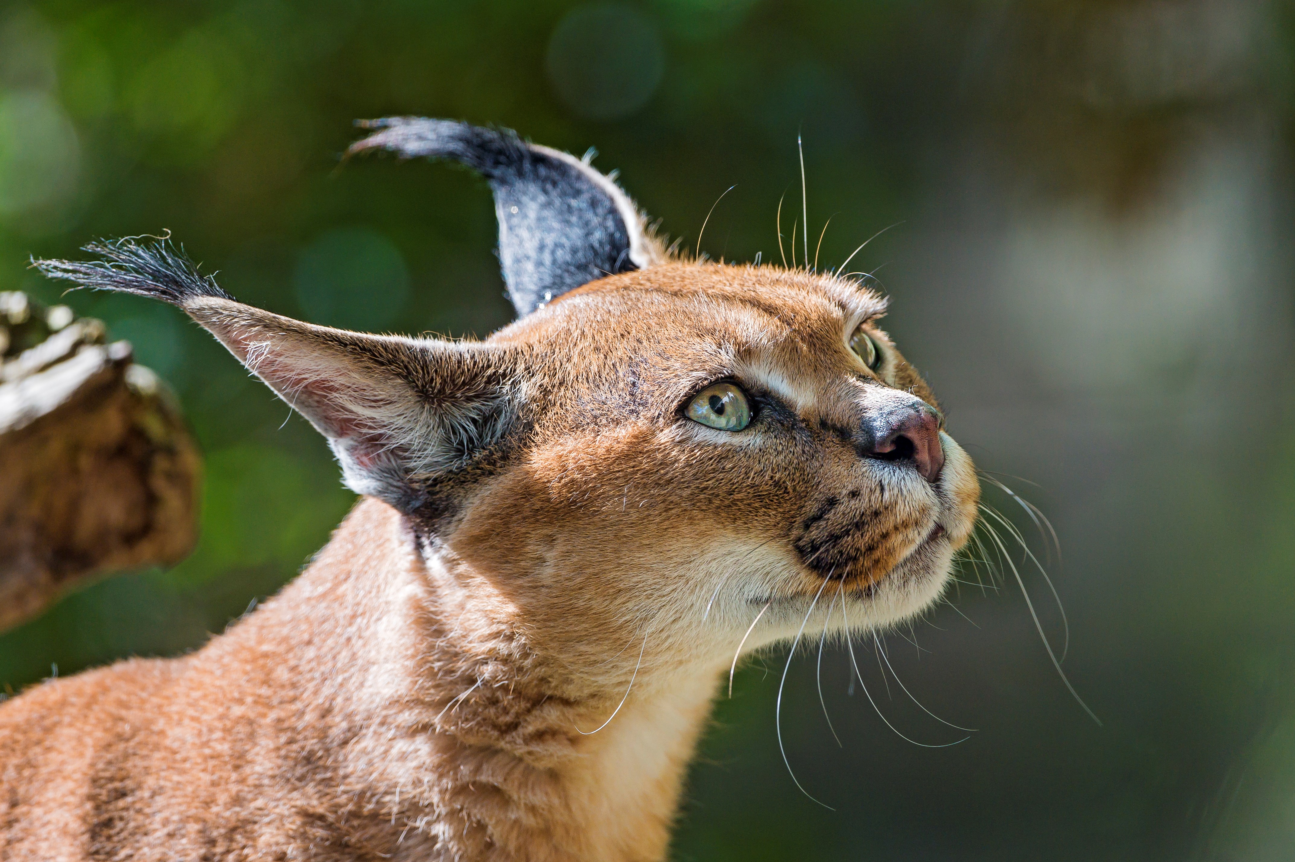 Caracal Wallpapers