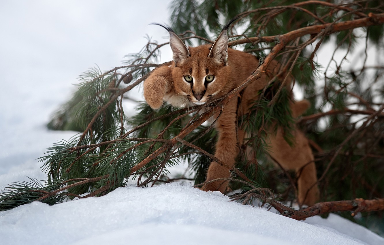 Caracal Wallpapers