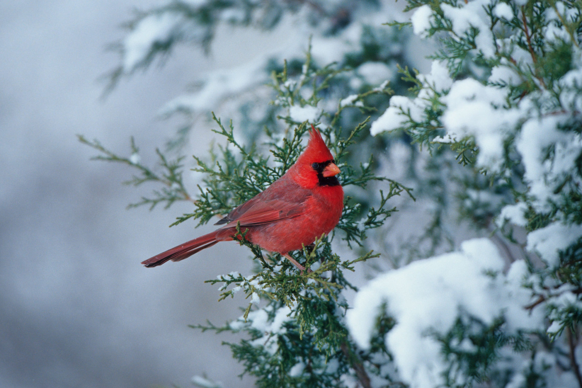 Cardinal Desktop Wallpapers