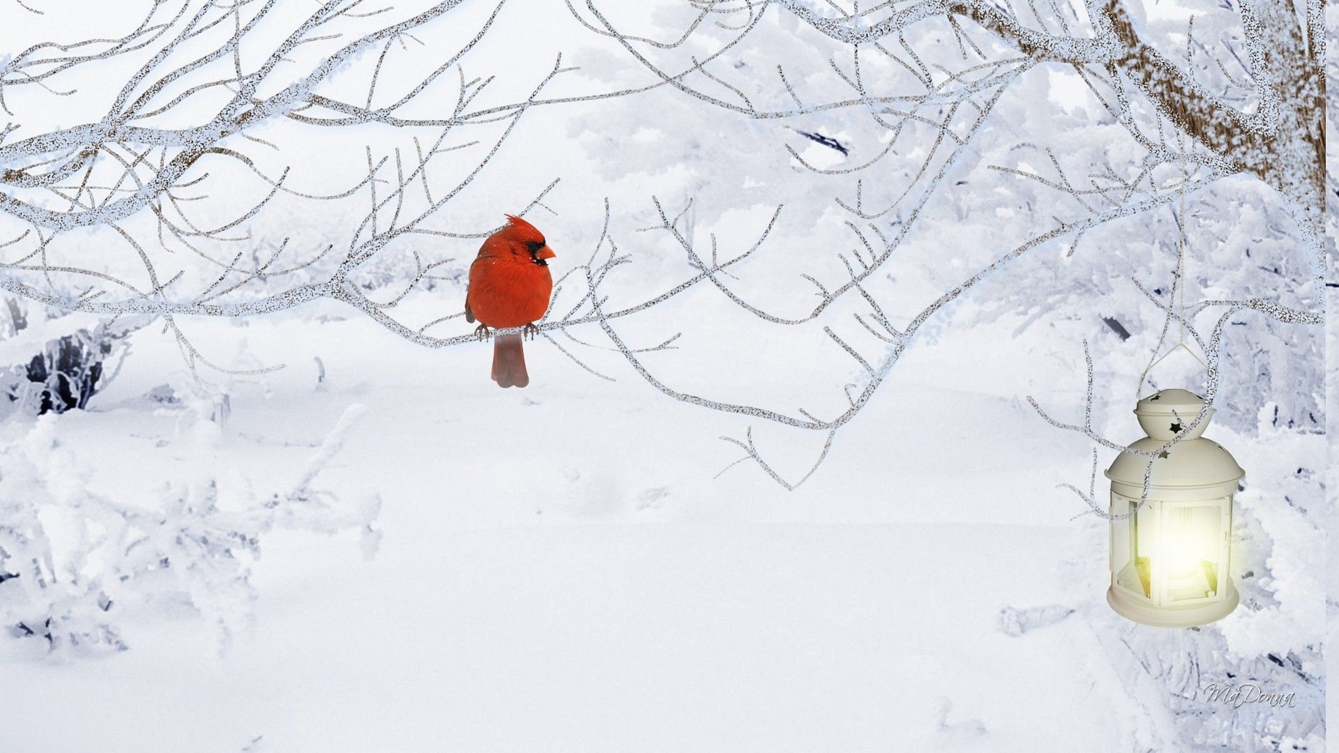 Cardinal Desktop Wallpapers