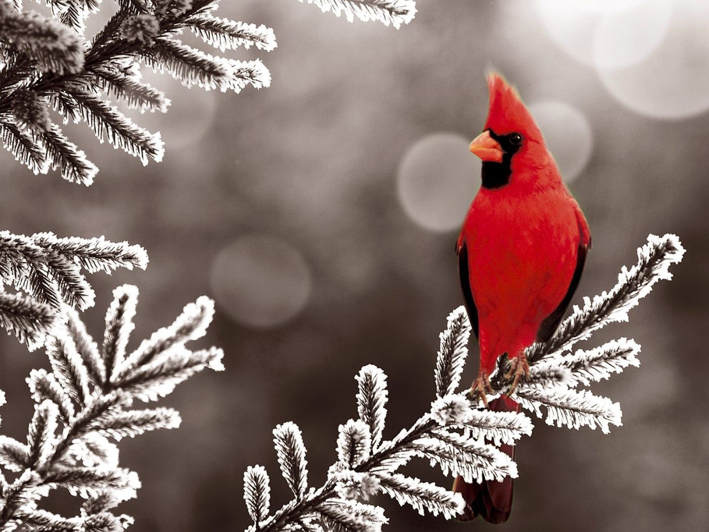 Cardinal In Snow Wallpapers