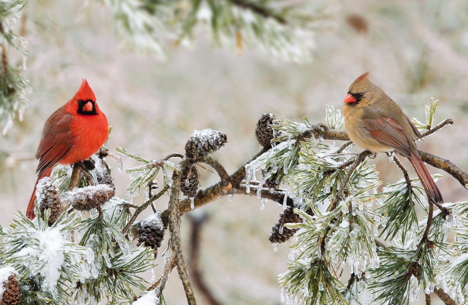 Cardinal In Snow Wallpapers