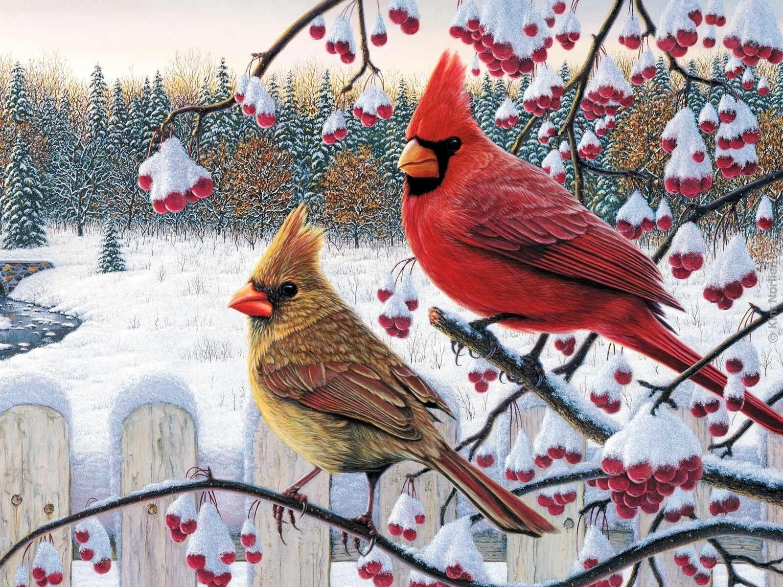 Cardinal In Snow Wallpapers