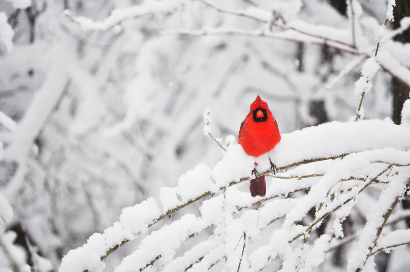 Cardinal In Snow Wallpapers