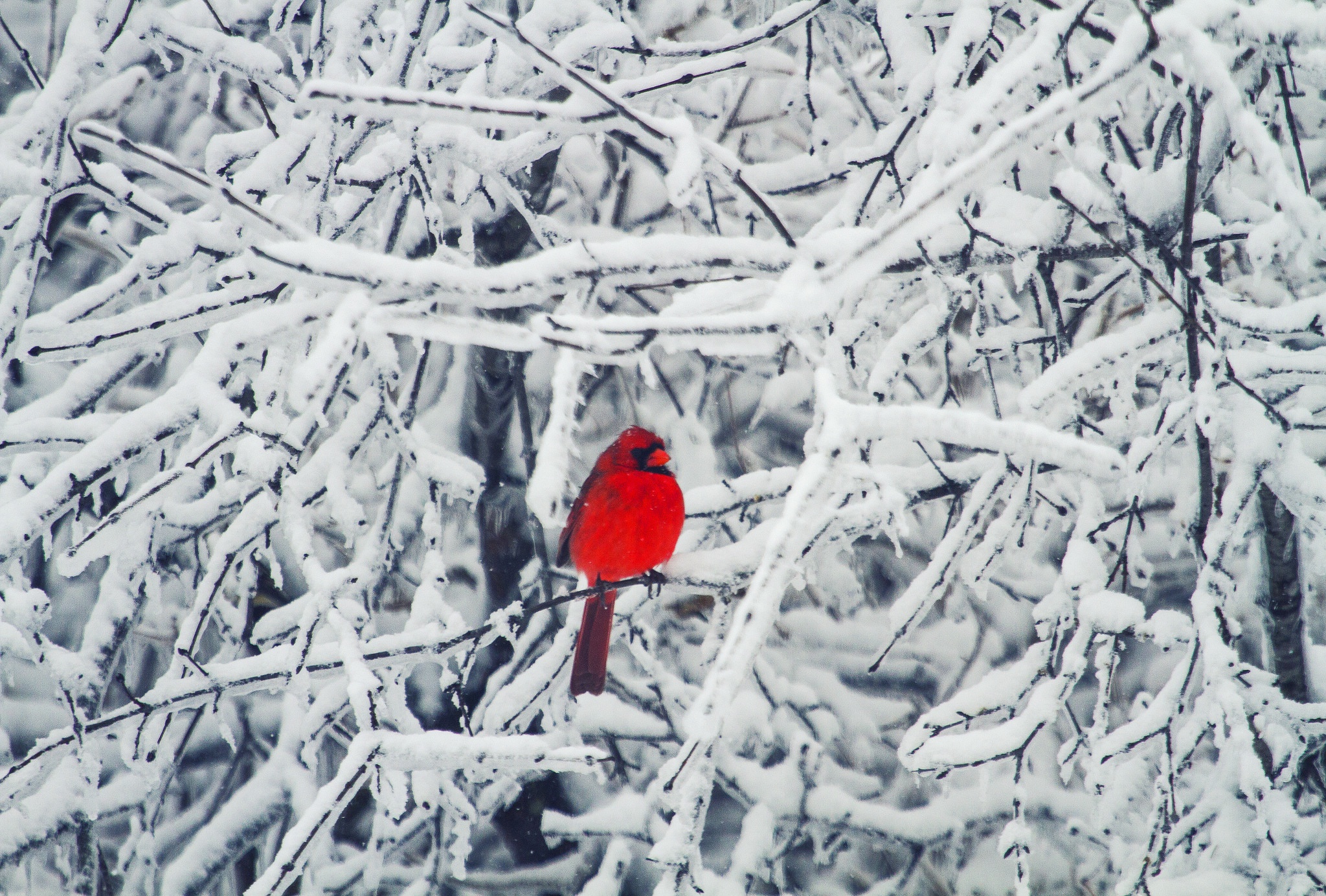 Cardinal In Snow Wallpapers