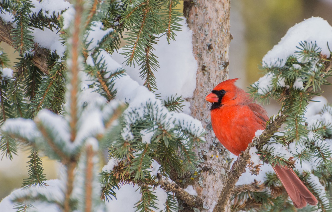 Cardinal In Snow Wallpapers