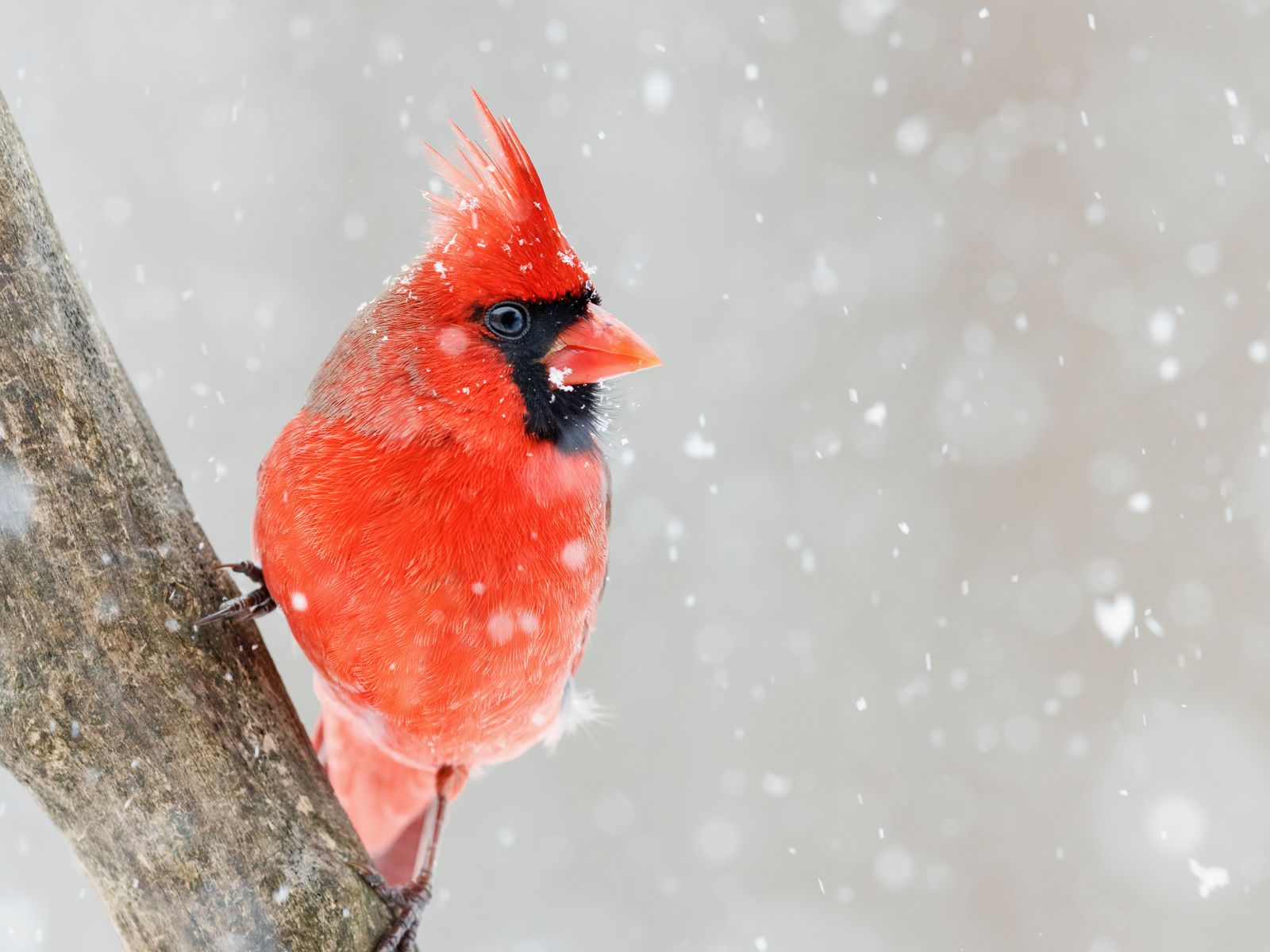 Cardinal In Snow Wallpapers