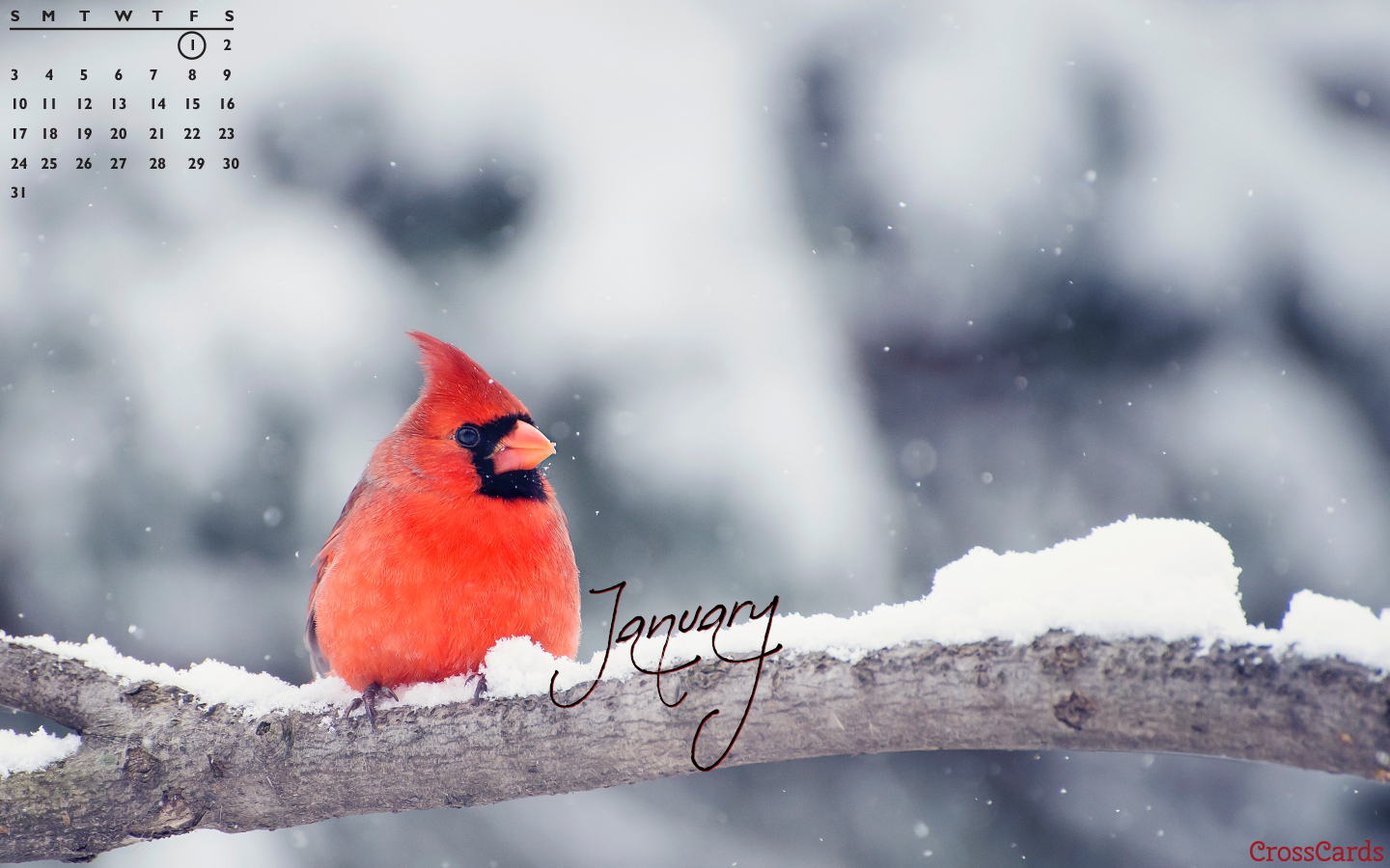 Cardinal In Snow Wallpapers