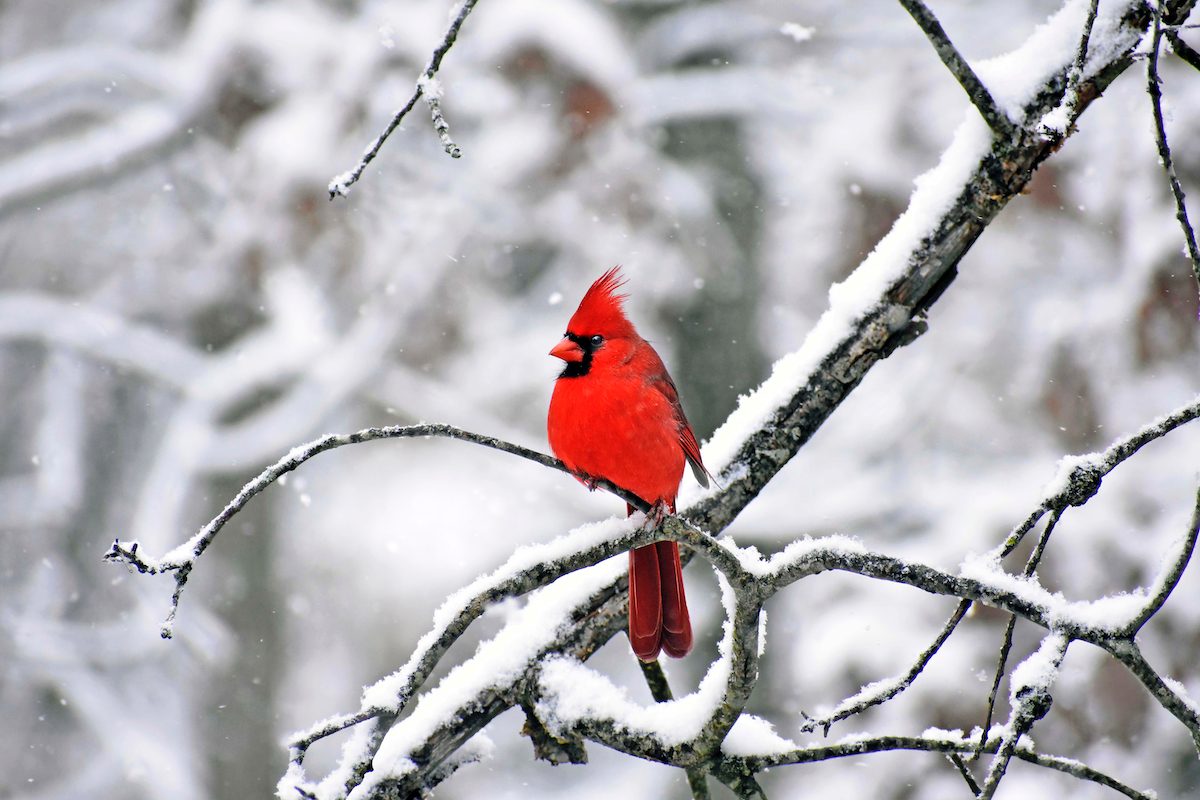 Cardinal In Snow Wallpapers