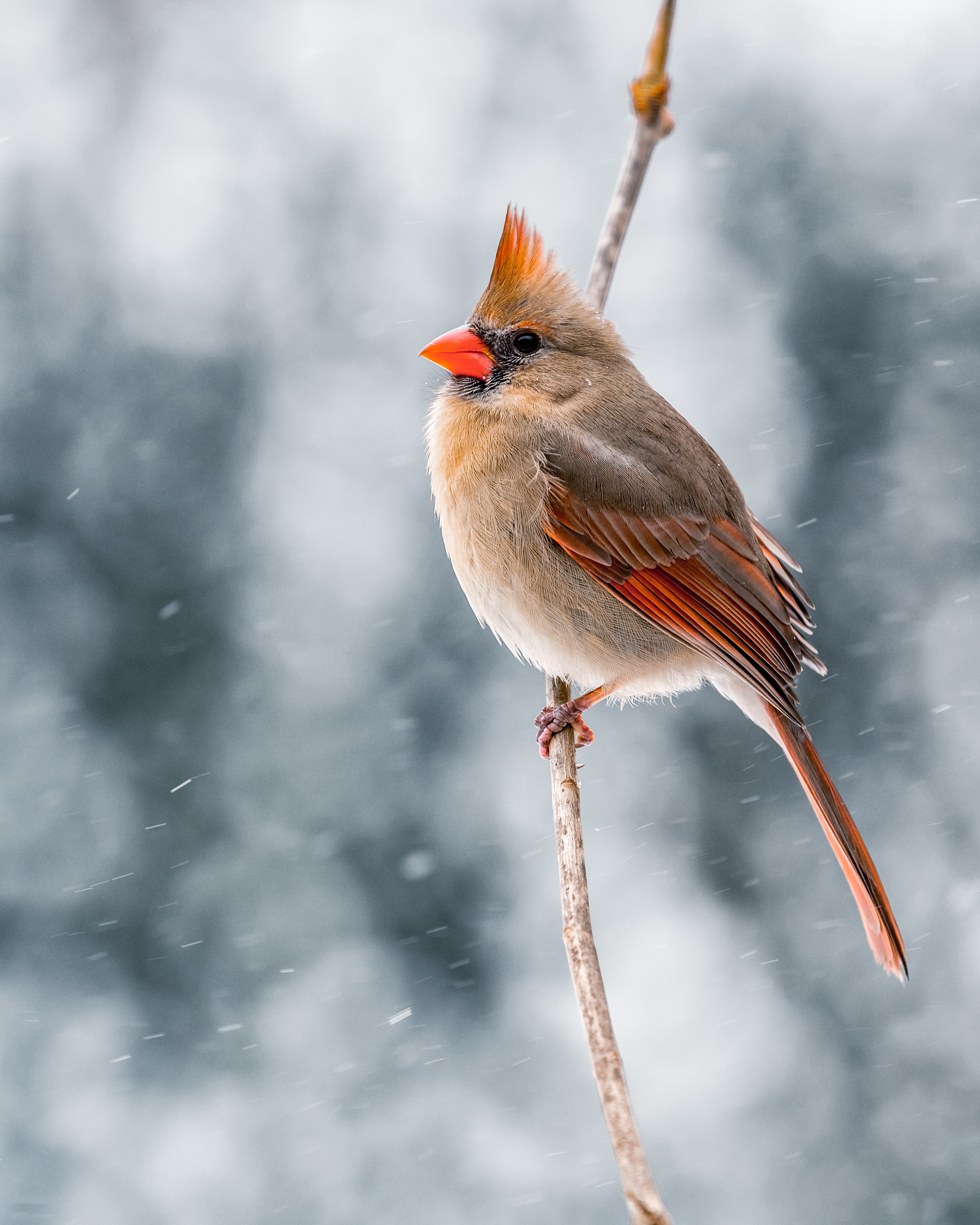 Cardinal In Snow Wallpapers