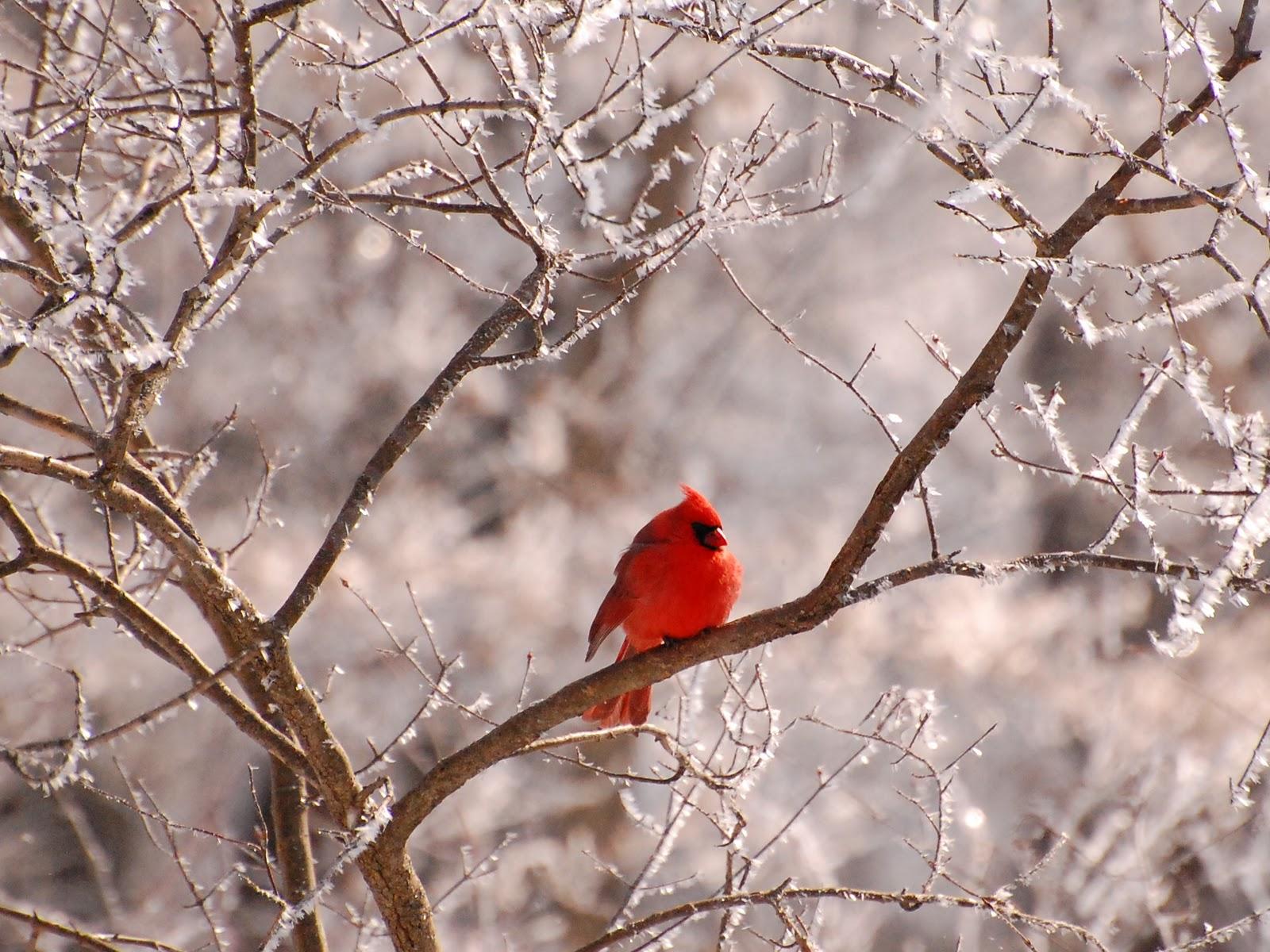 Cardinal In Snow Wallpapers