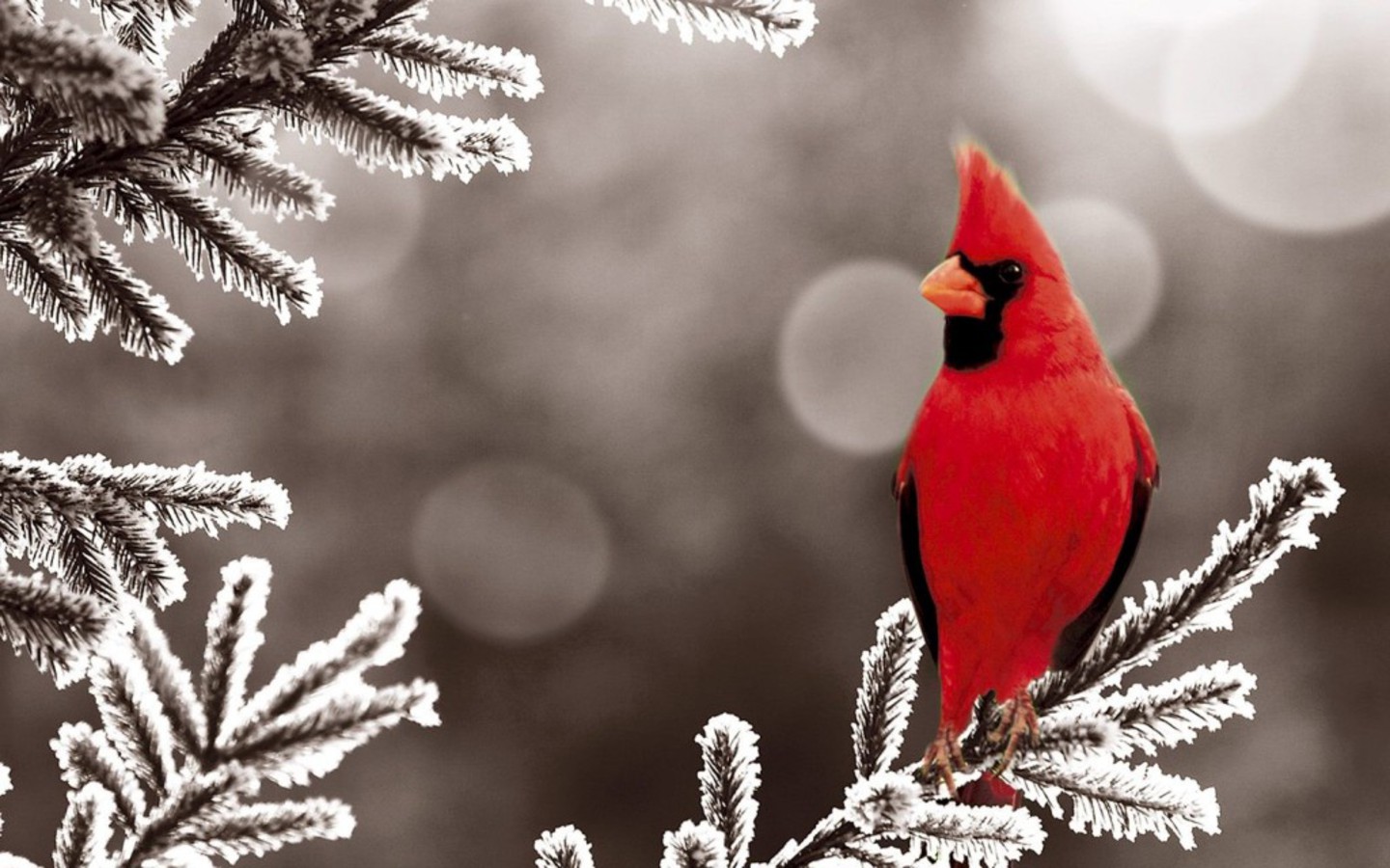 Cardinal In Snow Wallpapers