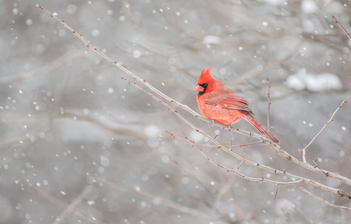 Cardinal In Snow Wallpapers