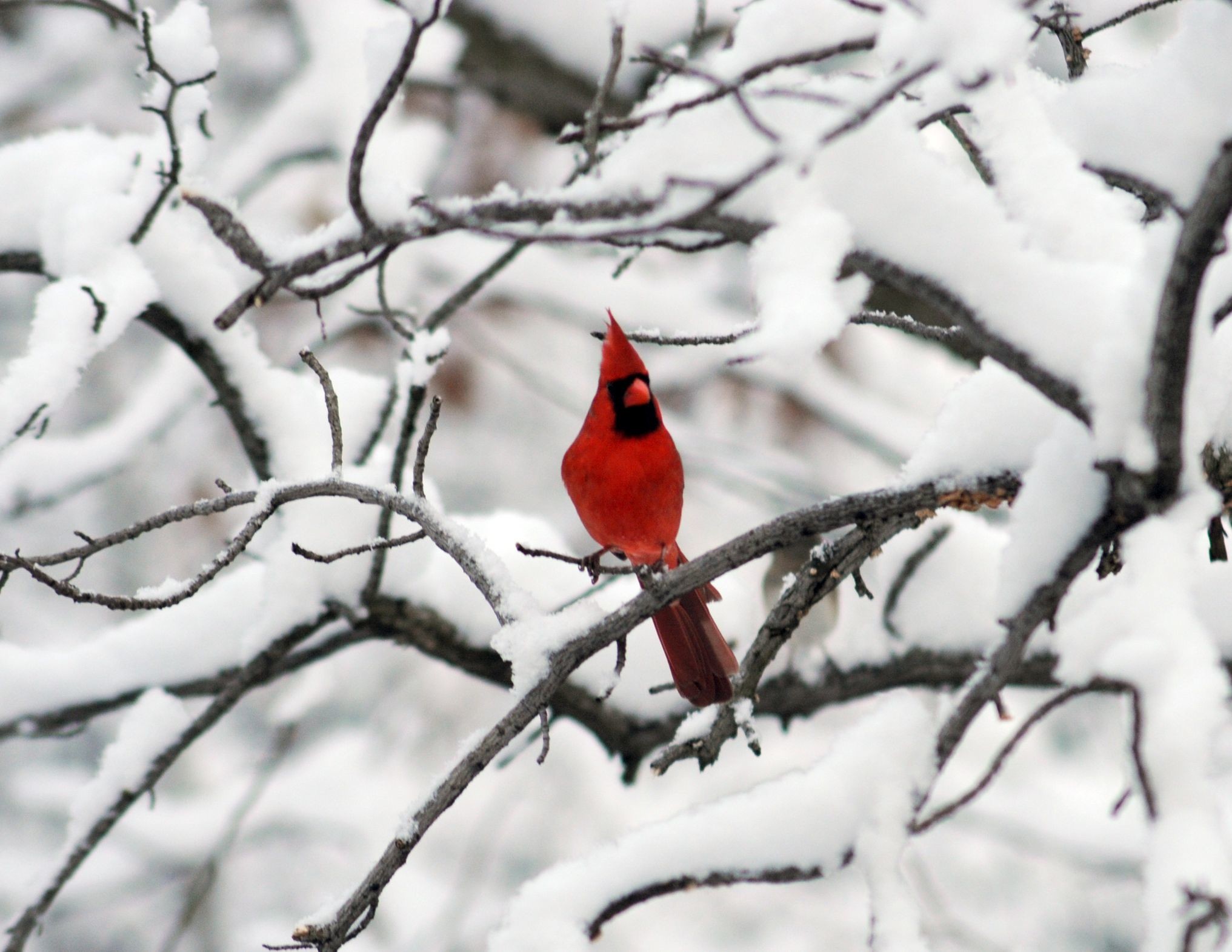 Cardinal In Snow Wallpapers