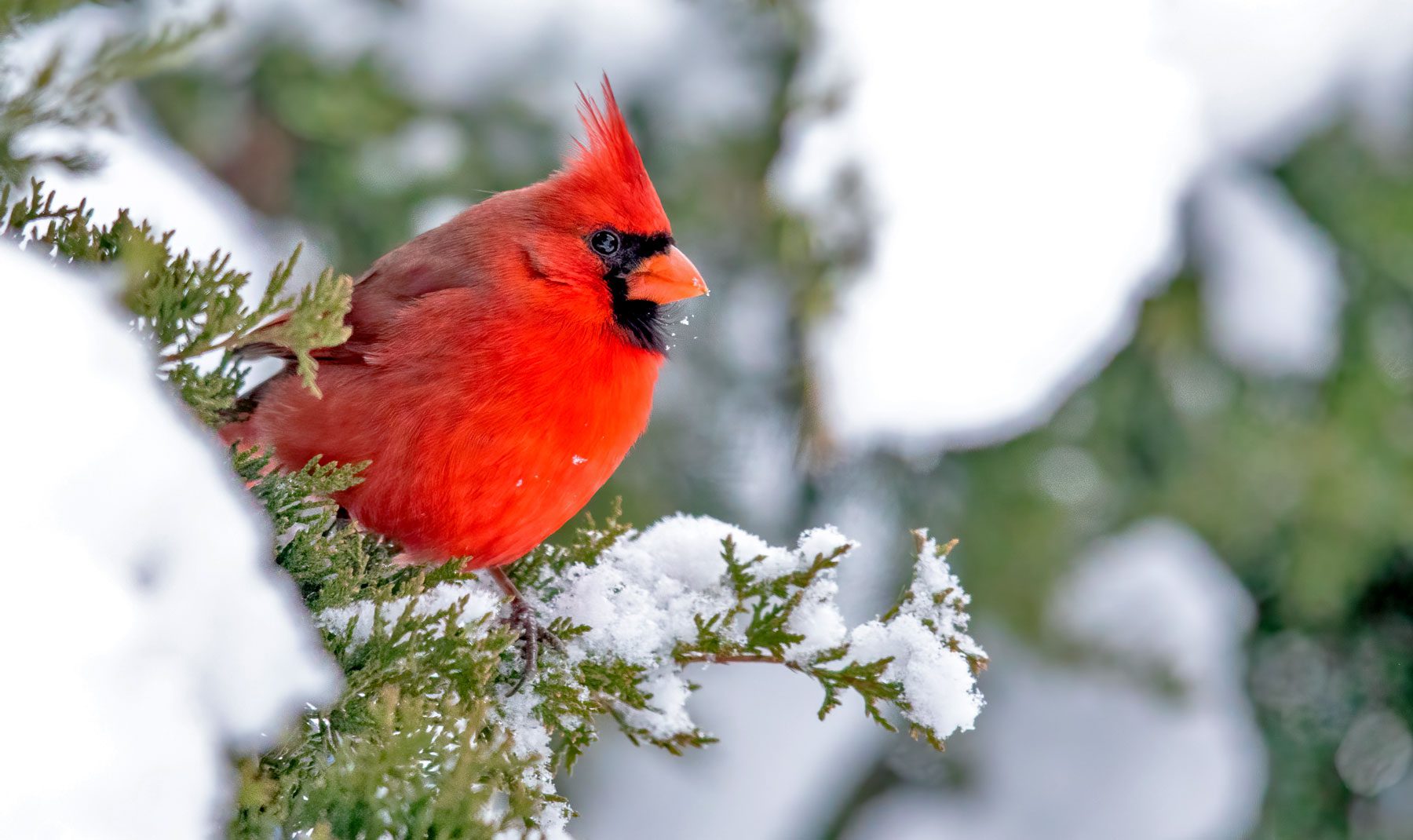 Cardinal In Snow Wallpapers