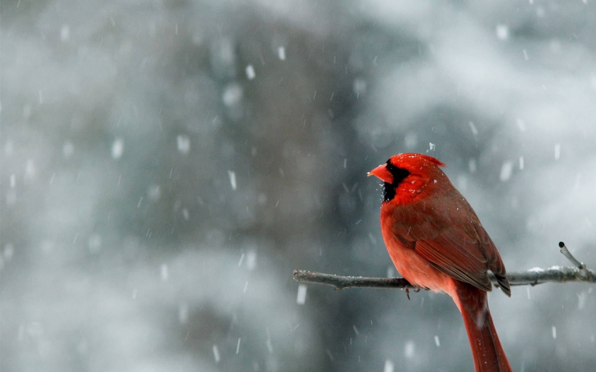 Cardinal In Snow Wallpapers