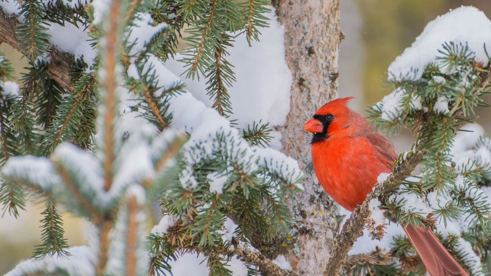 Cardinal In Snow Wallpapers