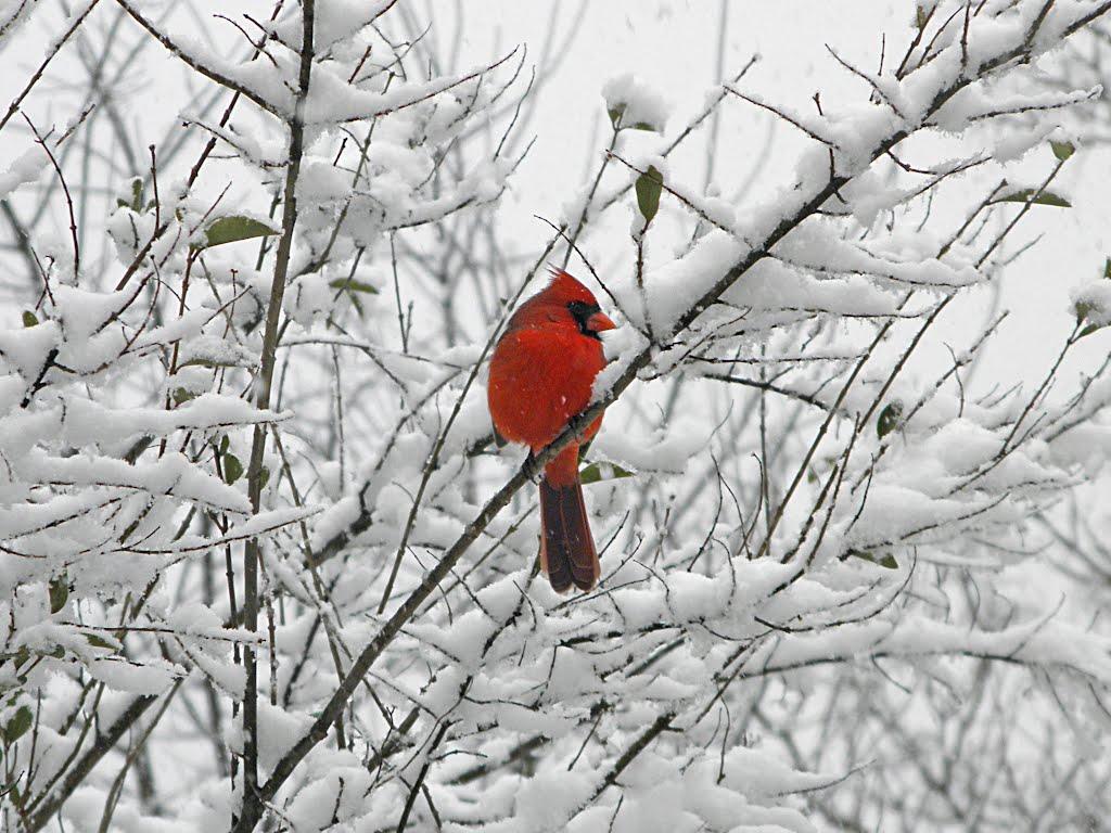 Cardinal In Snow Wallpapers