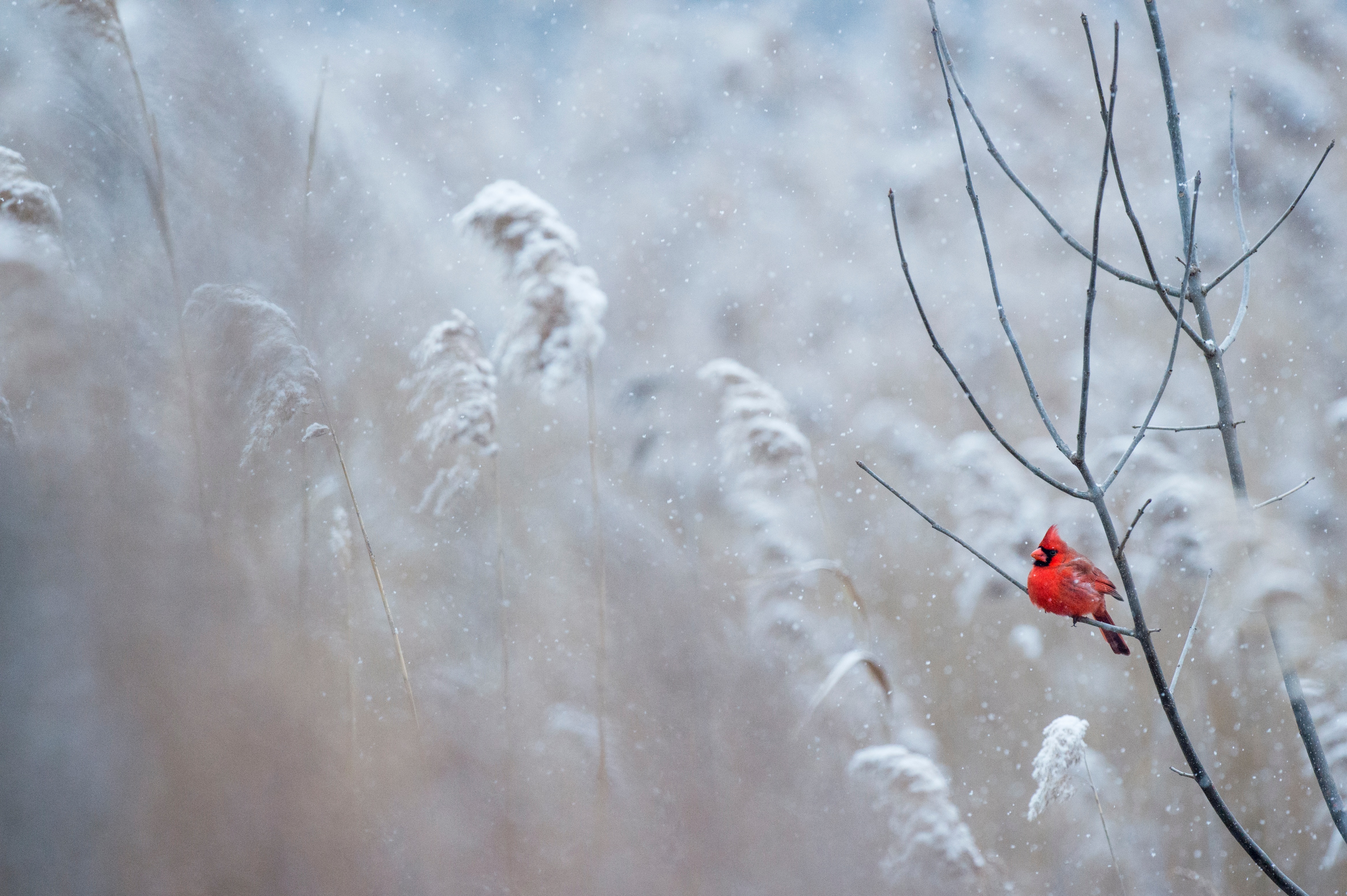 Cardinal In Snow Wallpapers