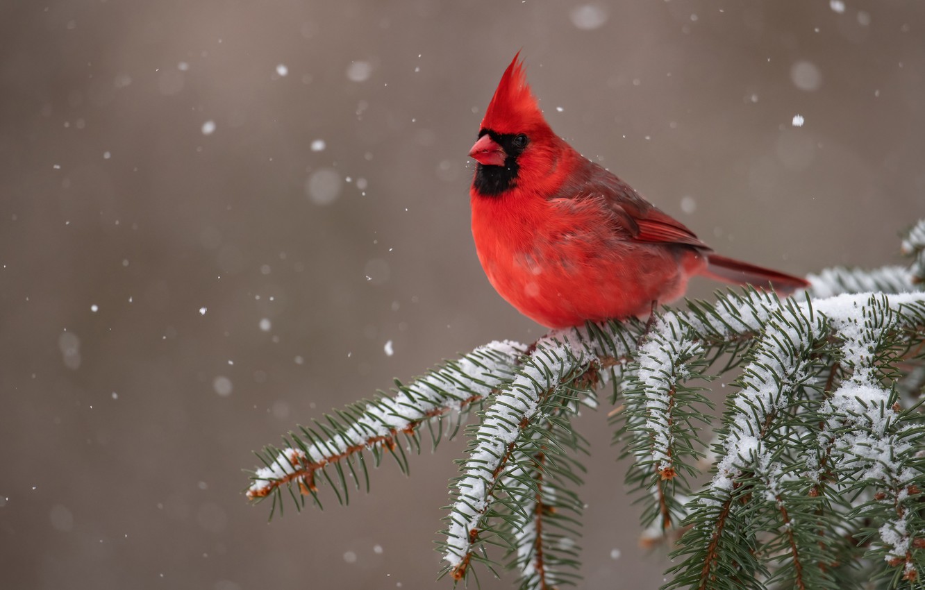 Cardinal In Snow Wallpapers