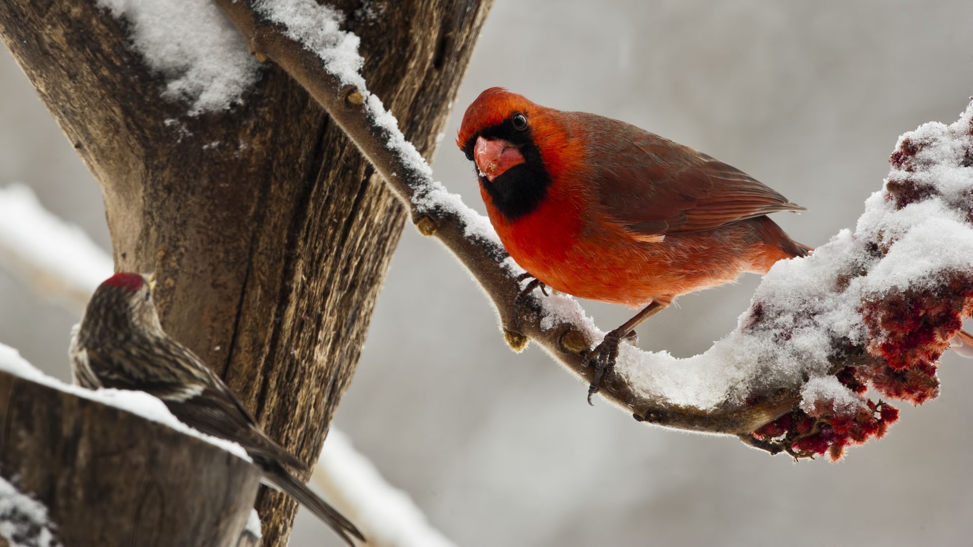 Cardinal In Snow Wallpapers