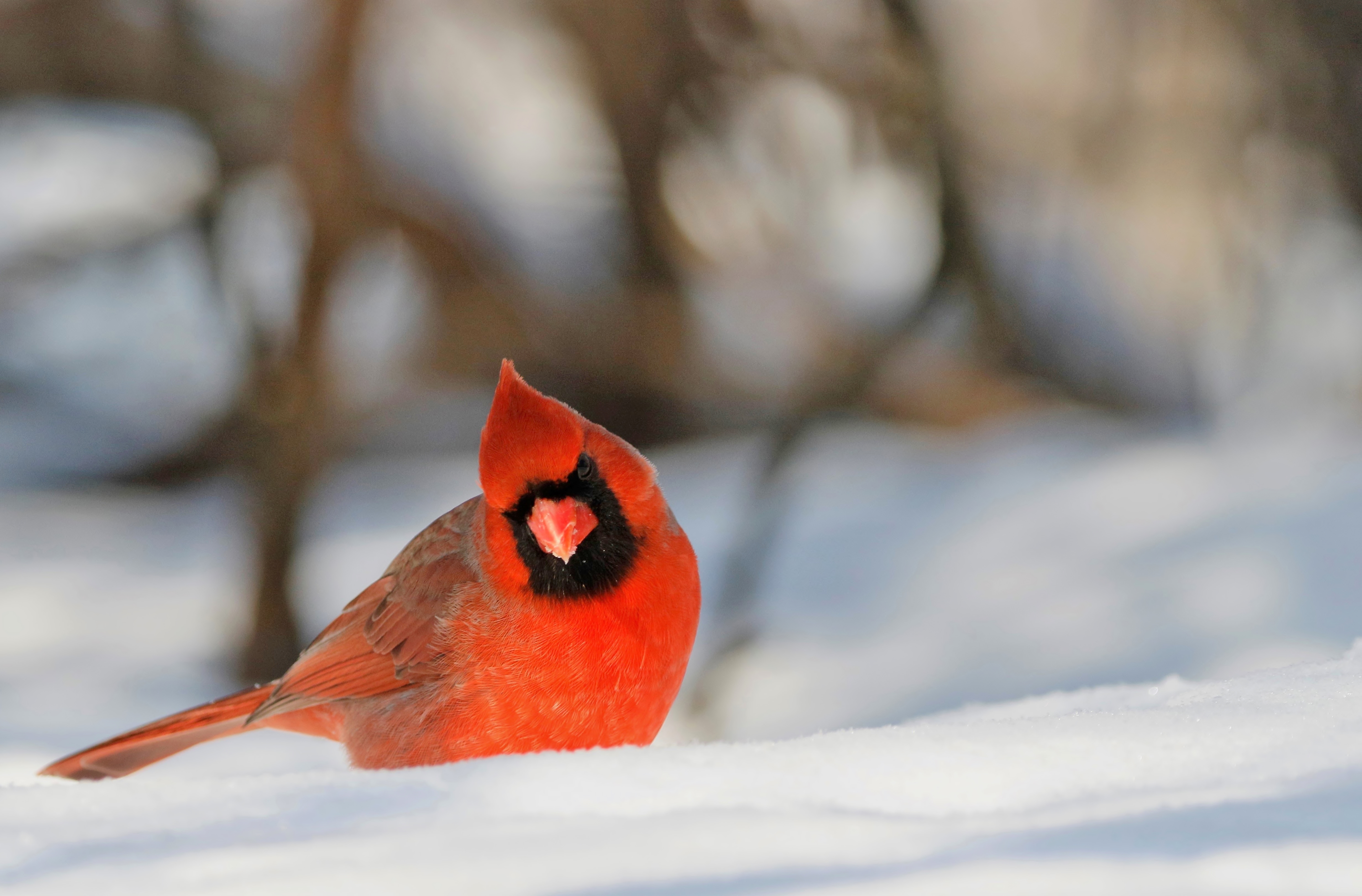 Cardinal In Snow Wallpapers