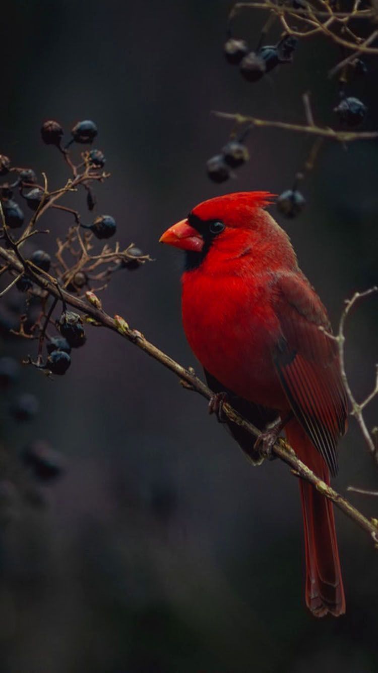 Cardinal Screensavers Wallpapers