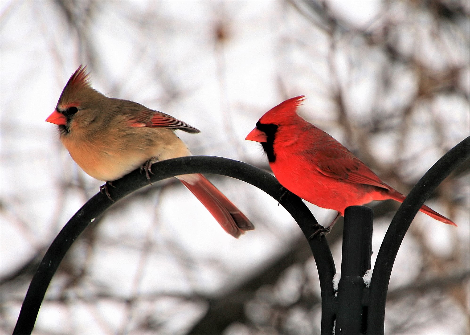 Cardinal Screensavers Wallpapers