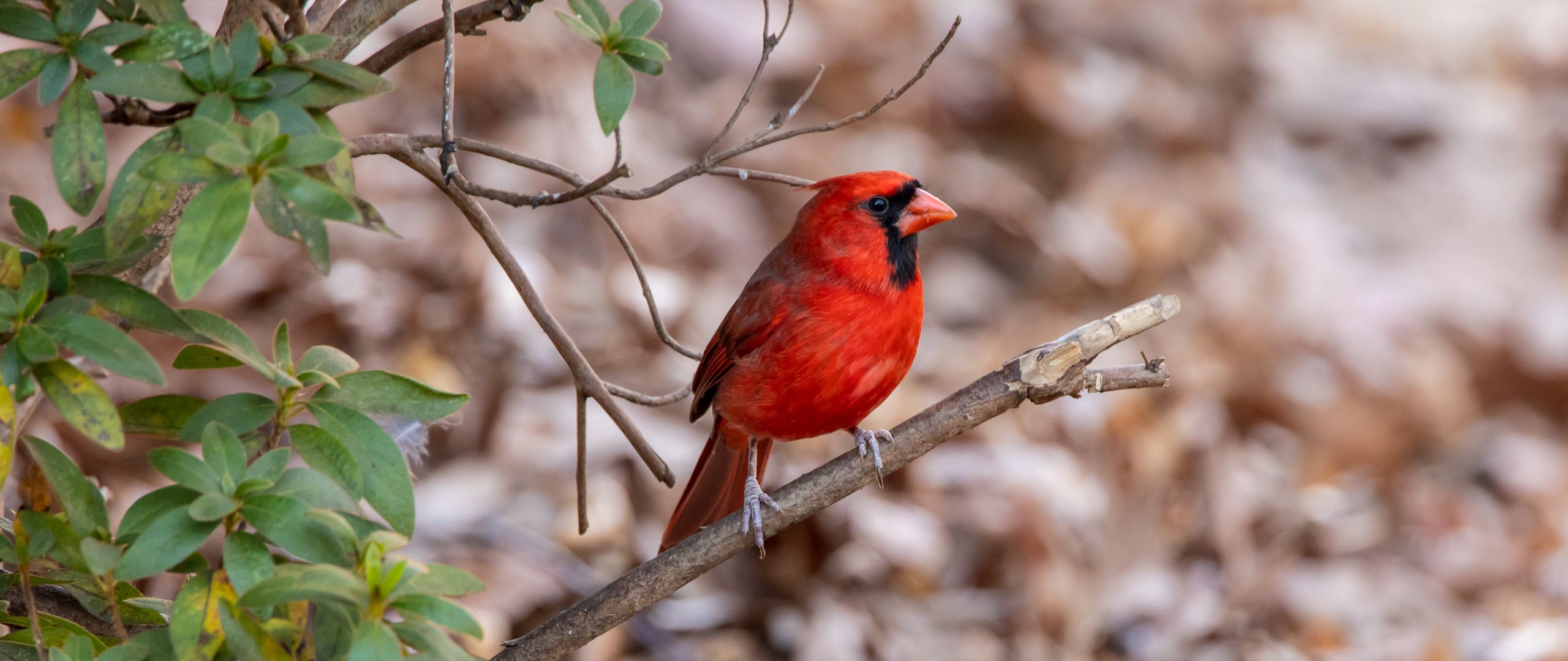 Cardinal Wallpapers