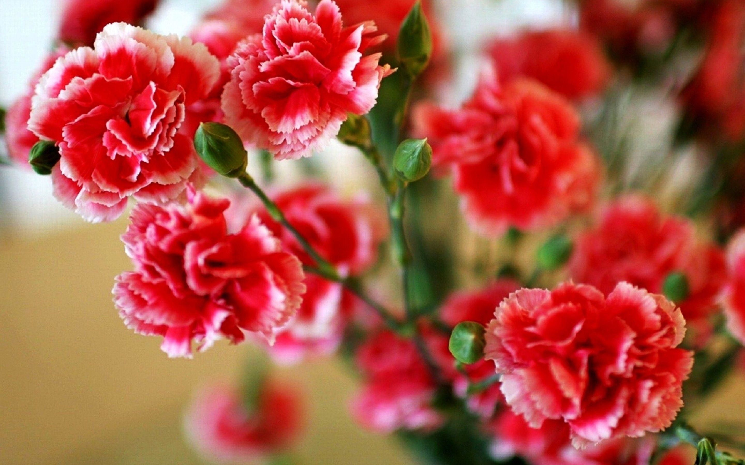 Carnation Flower Wallpapers