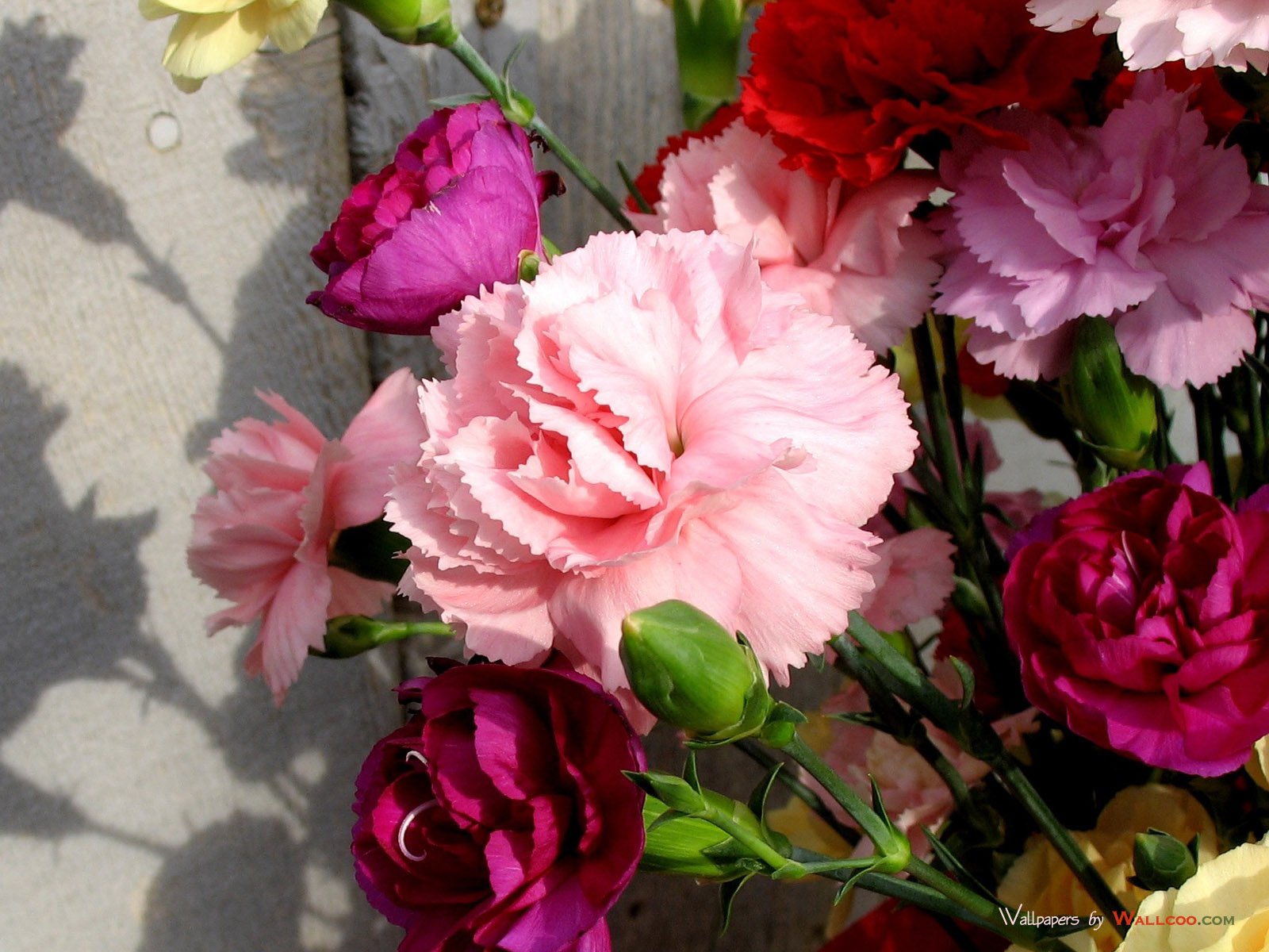 Carnation Flower Wallpapers