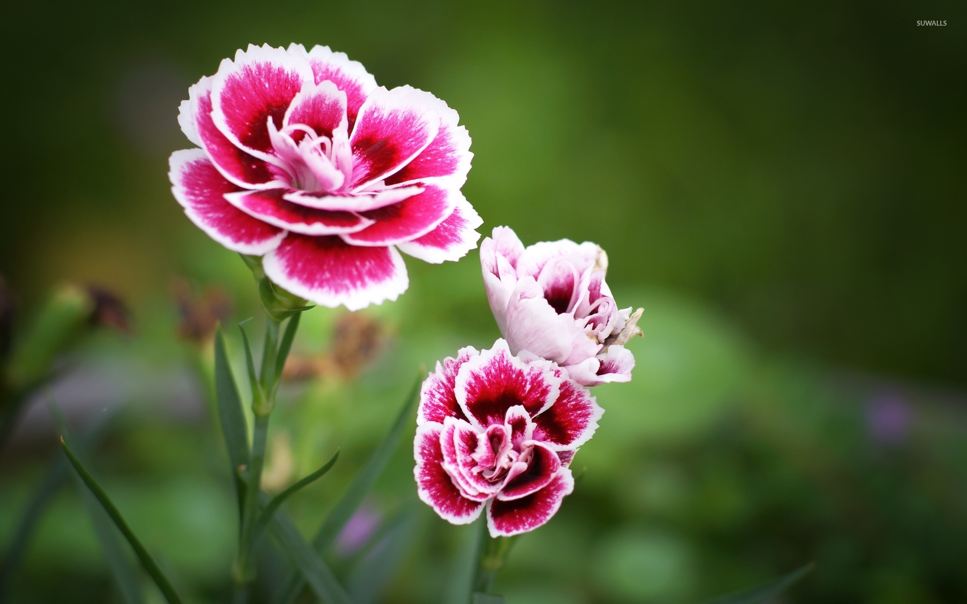 Carnation Flower Wallpapers