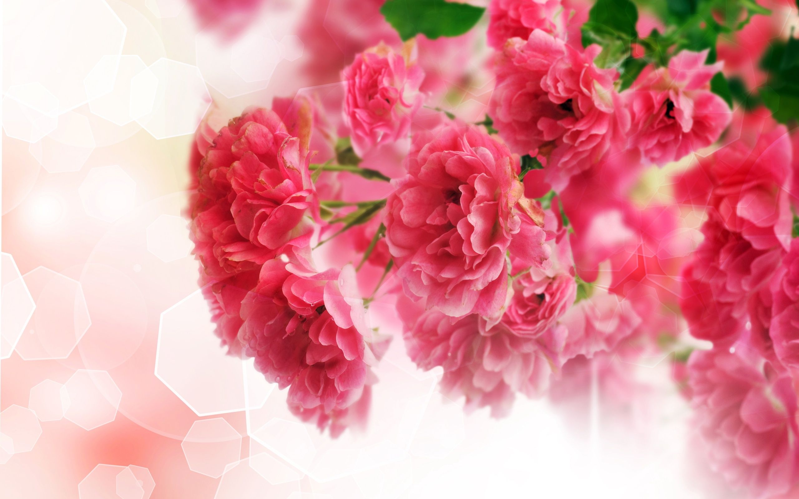 Carnation Flower Wallpapers