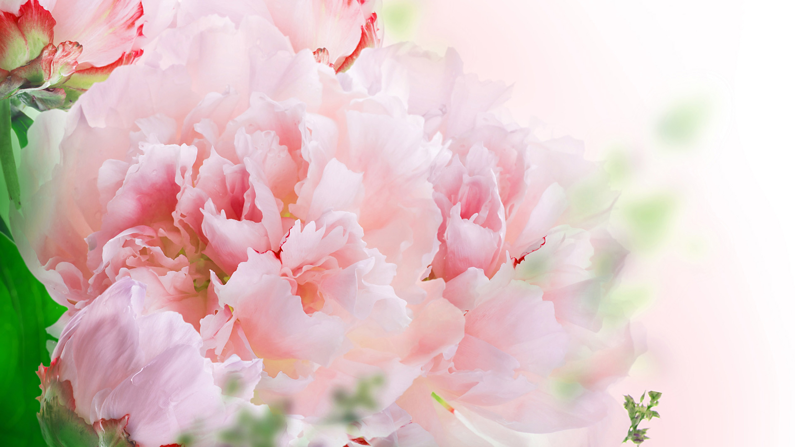 Carnation Flower Wallpapers