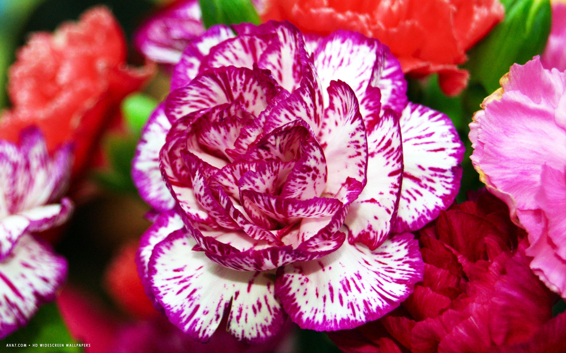 Carnation Flower Wallpapers