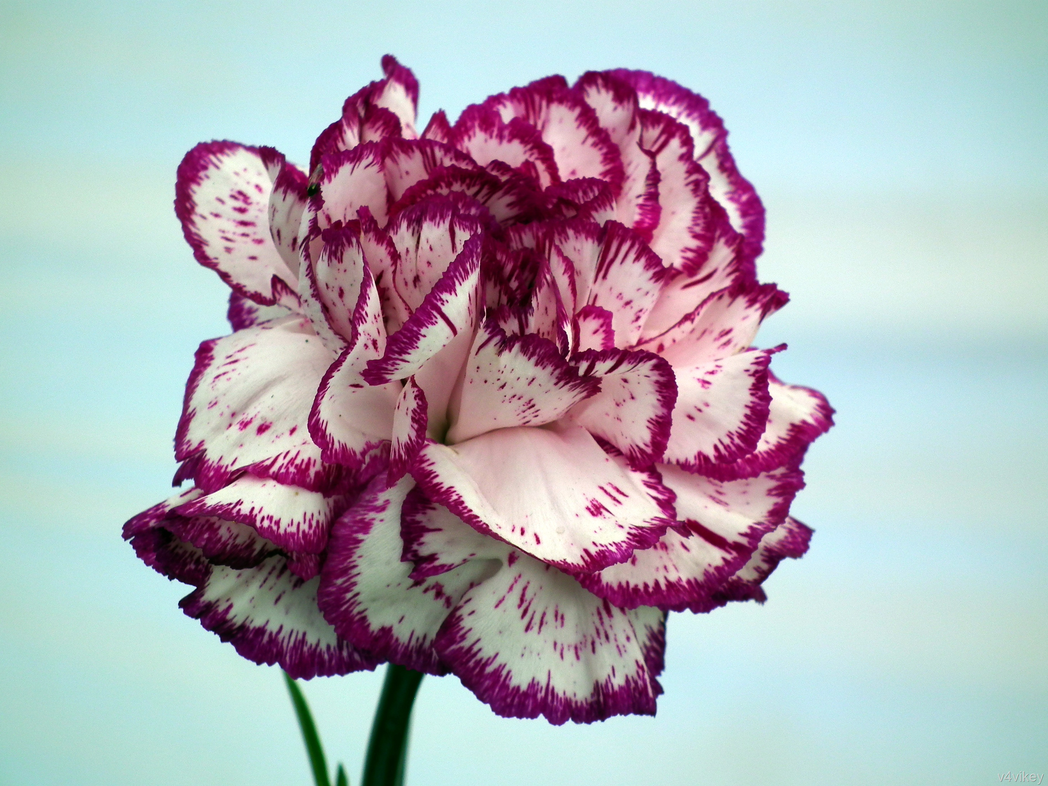 Carnation Flower Wallpapers