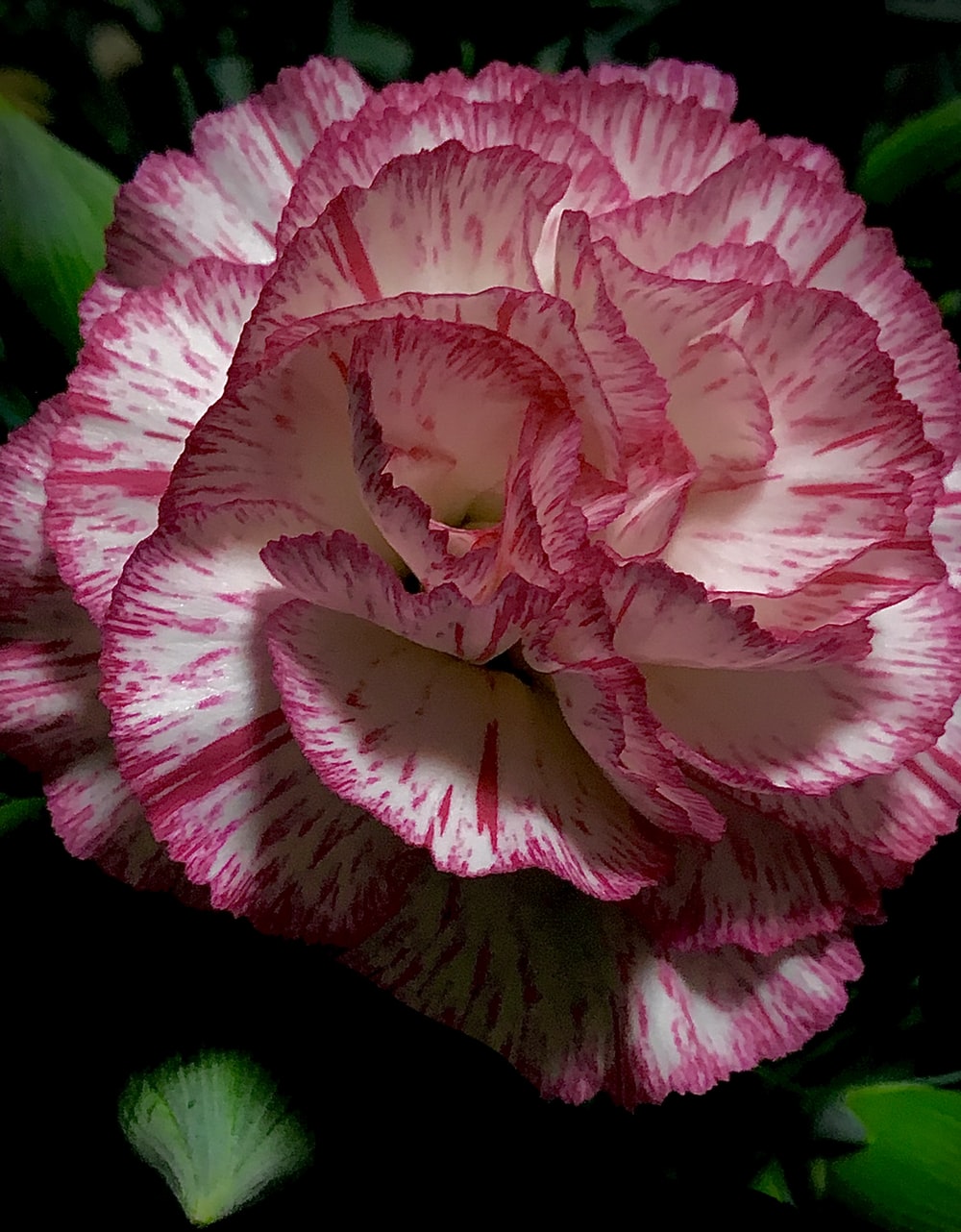 Carnation Flower Wallpapers