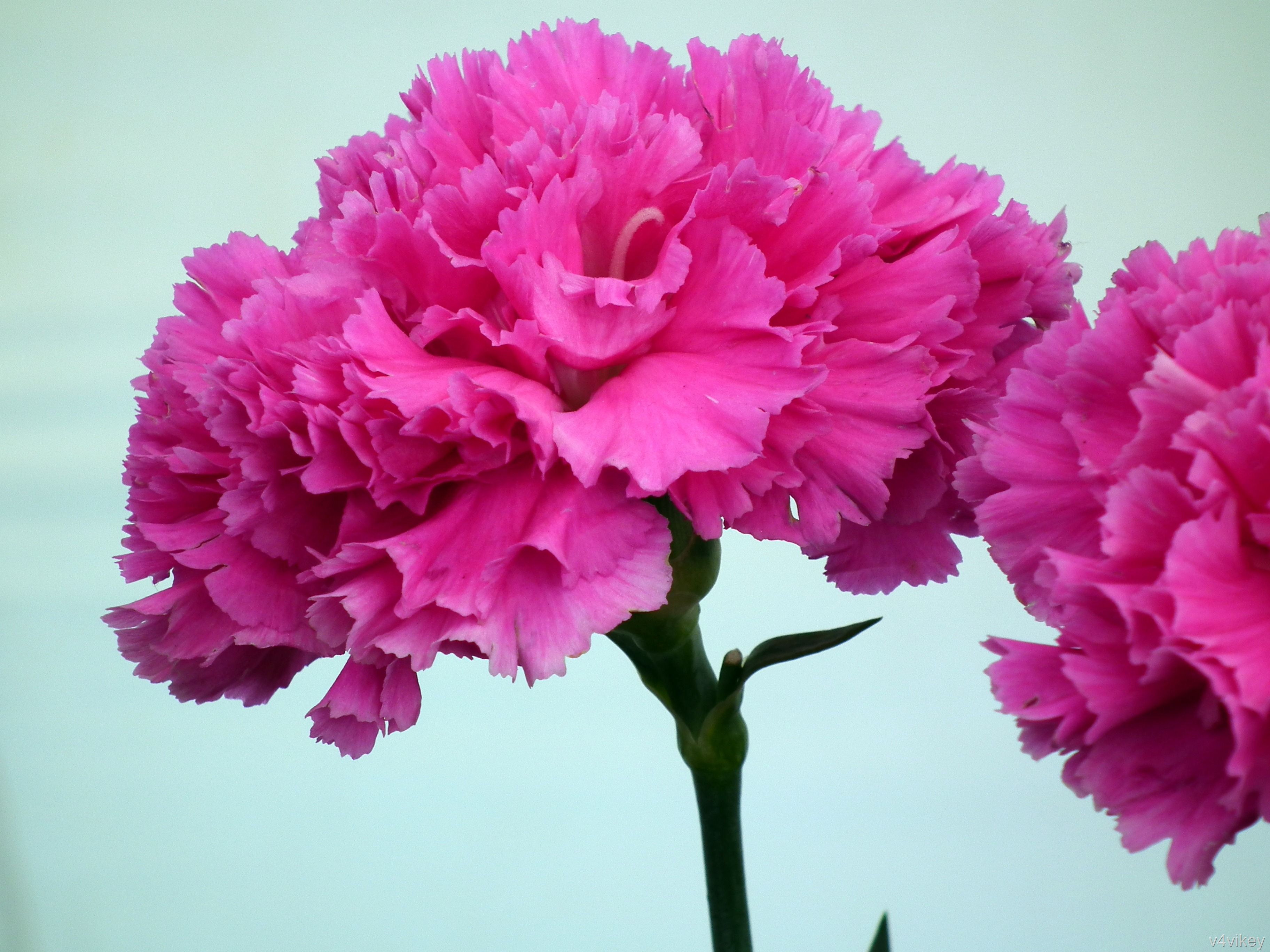 Carnation Flower Wallpapers